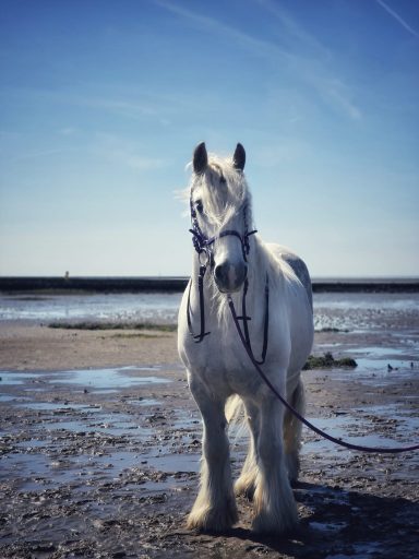 Im Sahlenburger Watt